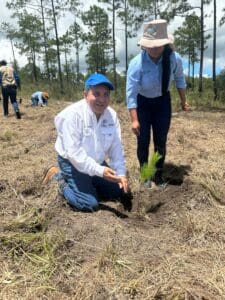 Planting a seedling on a cleared hillside