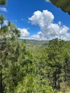 Pine forest and valley view in Honduras