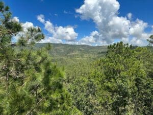 View over a pine forest valley in Honduras