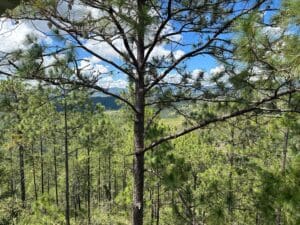 Pine trees on a hillside in Honduras