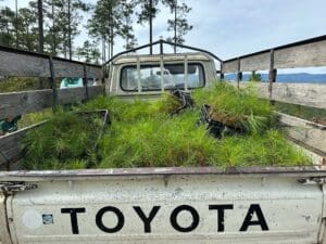 Pine seedlings loaded in the back of a truck