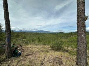 Young pine forest at the reforestation site