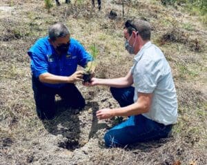 Planting a pine seedling together at the reforestation site