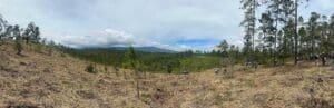 Replanted hillside with young pines