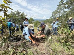 Group of volunteers planting seedlings