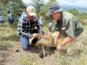 Two volunteers planting a pine seedling
