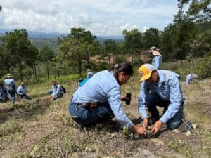 Volunteers planting pine seedlings on a hillside